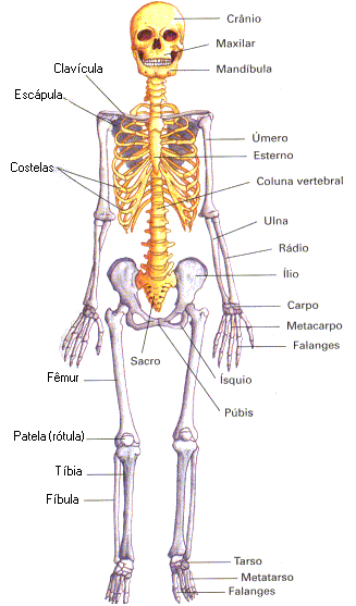 Anatomia e Fisiologia I - Ajuda Escolar